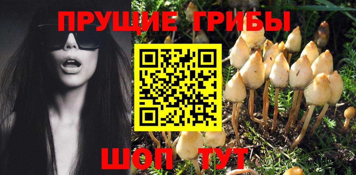 Галлюциногенные грибы Psilocybe  Бийск  даркнет сайт  Псилоцибиновые грибы Psilocybe 